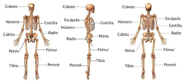 Resultado de imagen de el esqueleto y sus partes