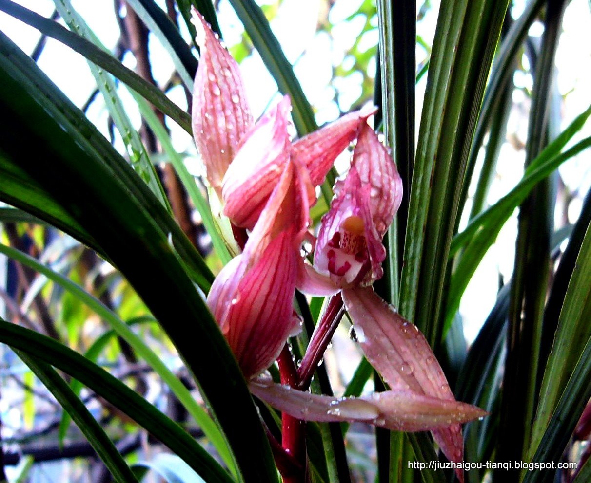 兰花 花:hua-09020112310826