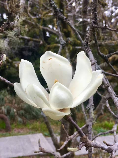 magnolia blossom, alishan, chiayi, taiwan