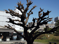 Severely pruned Cockspur coral tree - Hama-Rikyu Garden, Tokyo, Japan