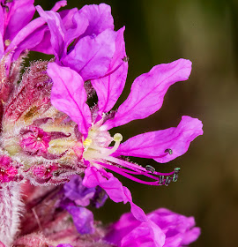 Purple Loosestrife, Lythrum salicaria.   Central stigma.  On the River Medway near Hartlake Bridge, 25 July 2014.