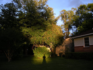 picture of man posing in sunset