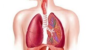 Cara Alami Membersihkan Paru-paru agar  selalu Sehat