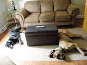 Max & Tucker