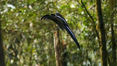 Black Sicklebird of Paradise,Epimachus Fastosus,Bird of Paradise, Paradisaeidae Family.