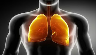 Los pulmones con mucosidad