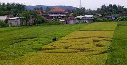 2Nd Indonesian Crop Circle Wanujoyo Yogyakarta Java