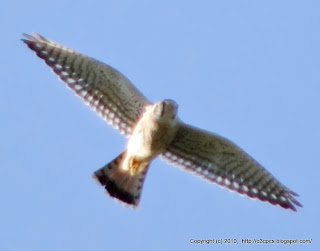 American Kestrel