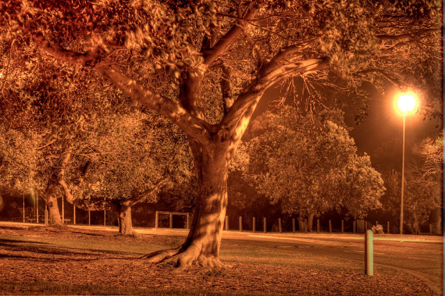 A tree at Yarra Bay