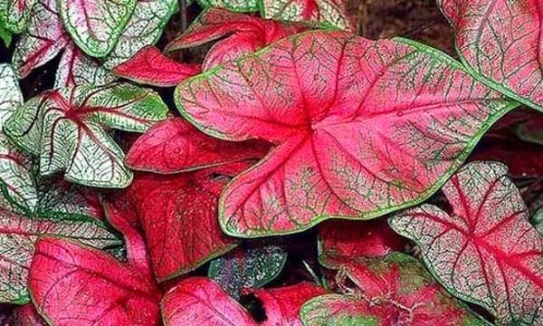  SHARE Tanaman Hias Daun Keladi Red Star Caladium 