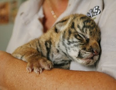 tiger cubs wallpaper. Siberian Tiger Cubs Wallpaper.