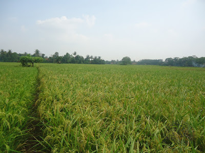 Rice Production Indonesia 