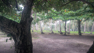 Kebun Kelapa Di Pantai Ceper