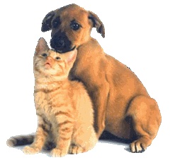 cao e gato 