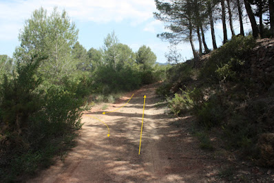 ARBRES SINGULARS A L'ALBÀ-AIGUAMÚRCIA-ALT CAMP, Camí de la Masia de Cal Manco en direcció al Maset de Cal Güell