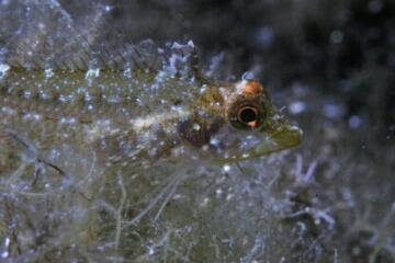 Mirip Alien, Ikan Unik Ini Bisa Pancarkan Cahaya Biru dan Merah Dari Matanya
