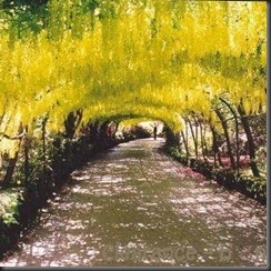 GOLDEN_CHAIN_TREE (1)