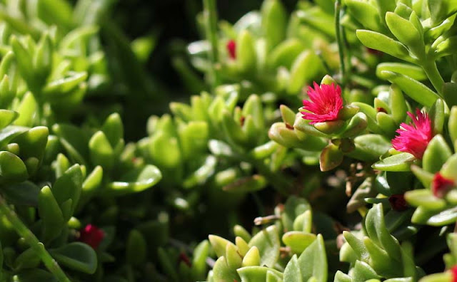 Aptenia Cordifolia Flowers Pictures