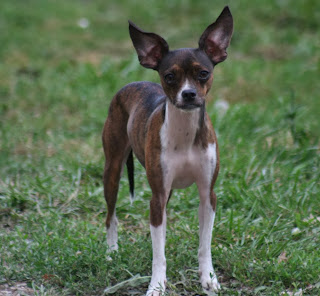 deer head chihuahua