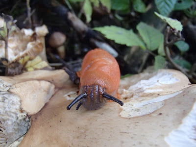 Kępkowiec jasnobrązowy [Podblaszek gromadny] Lyophyllum decastes