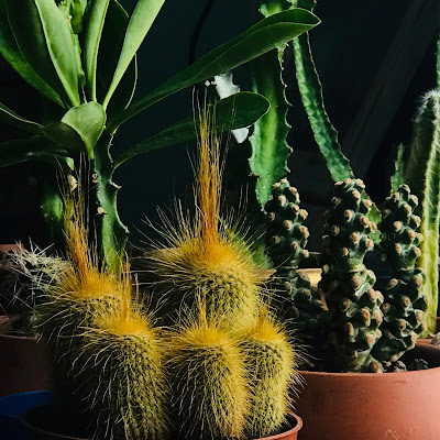 Parodia Leninghausii Kaktüs bakımı çiçeği sukulent cactus türkiye kaktüs sergisi