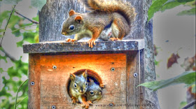Red Squirrel Mother's Day