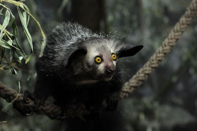 aye-aye (Daubentonia madagascariensis).