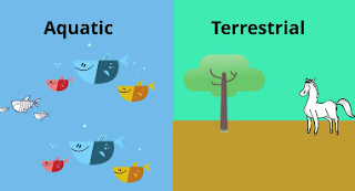 aquatic terrestrial ecosystems