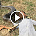 Wow ! Boys Catch Snake In The Hole | How to Dig & Catch Snake In Cambodia 