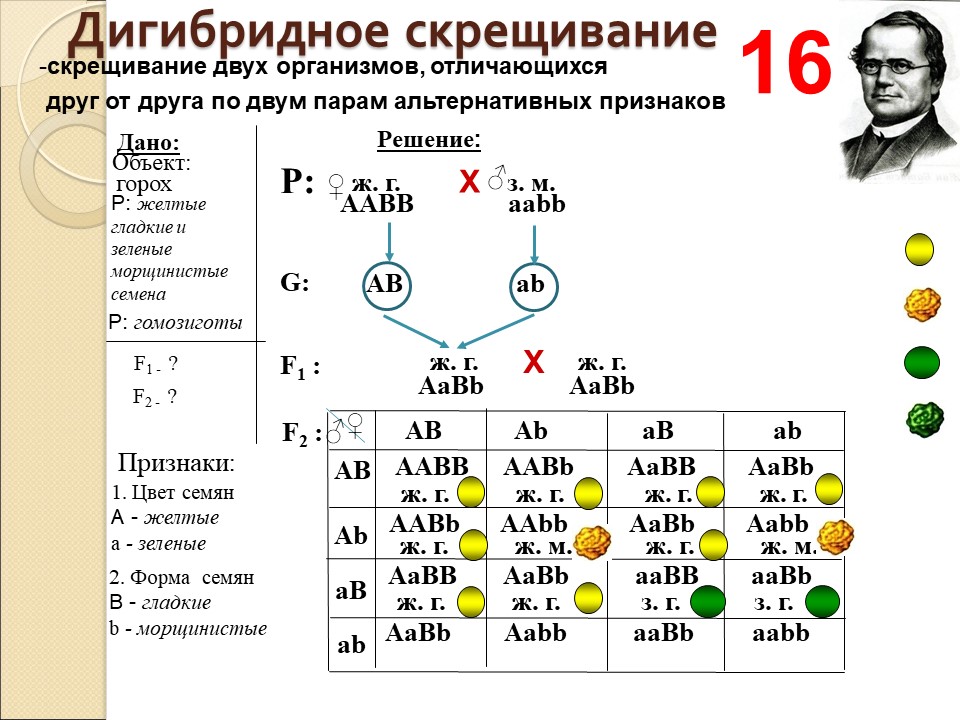 Составьте принципиальную схему моногибридного скрещивания