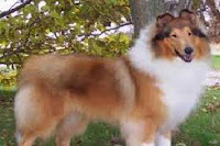 Collie