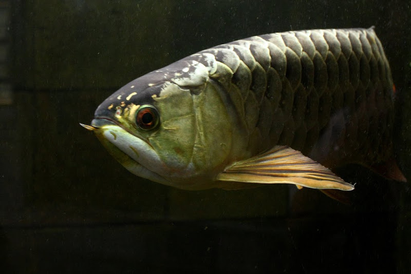 Fish Book Asian Arowana Fish