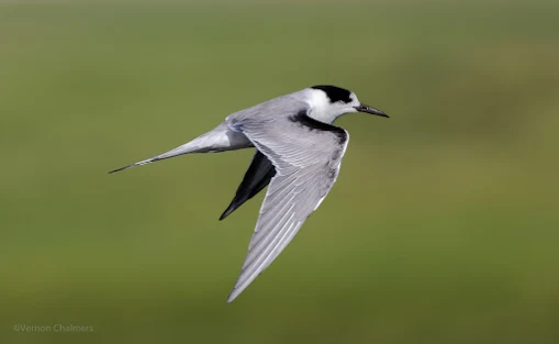 Birds in Flight Photography - Individual Skills Training Cape Town