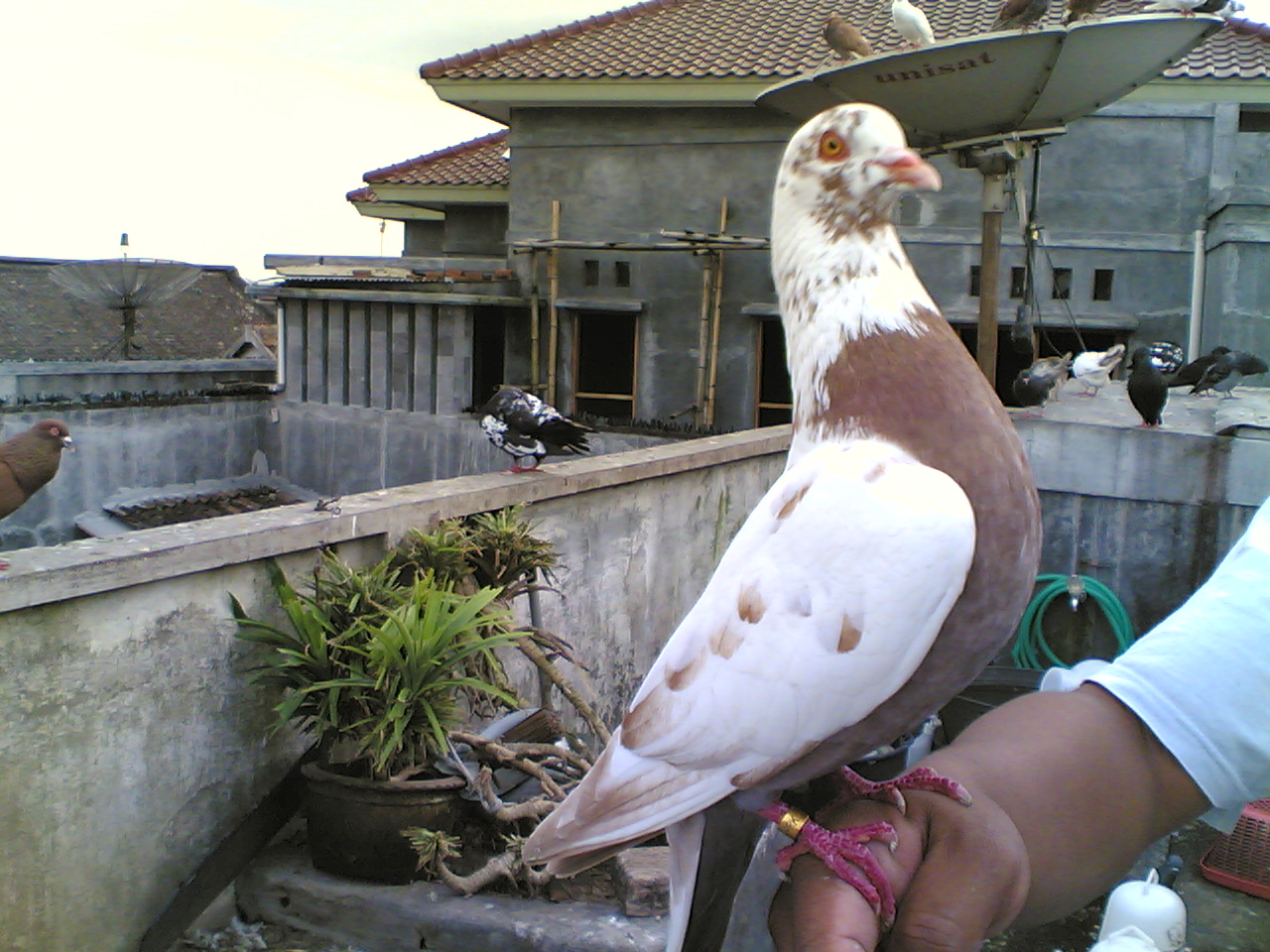 Wallpaper Burung Dara Merpati Singa