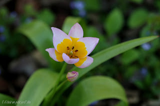 tulipe rose coeur jaune