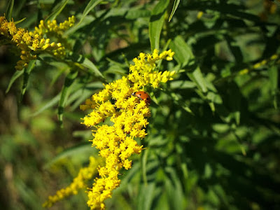 Closeup Pic of Ladybug with Canon G10