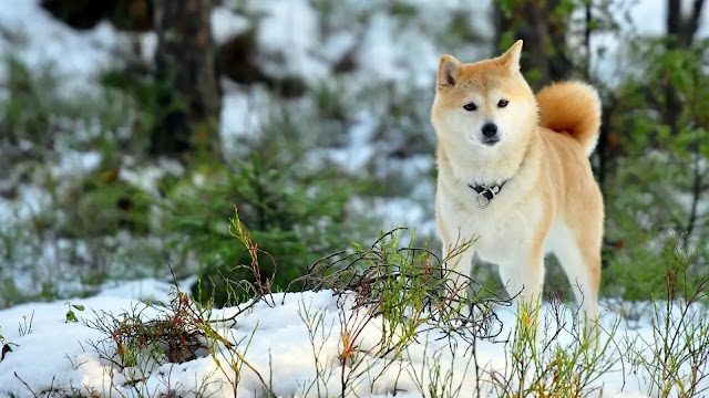 Akita