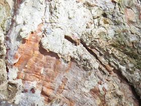 peeling bark on Scots pine