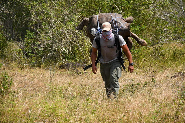 Giant century-old Galapagos tortoise being carried back to his native island Española by a ranger. He's a super stud and has been in a captive breeding program until now