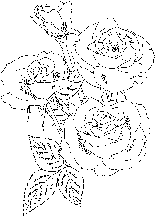 Free Coloring Pages Of A Rose 7
