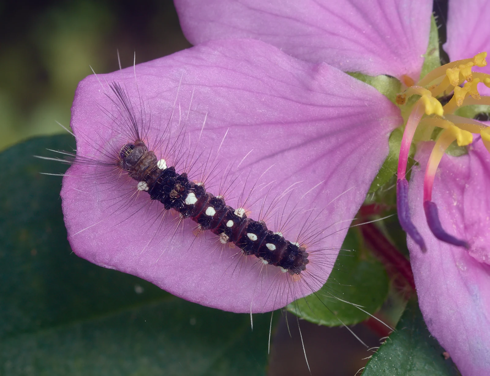 Pink booted caterpillars are rare enough. But check out the amber colored long nosed insect in the stamen