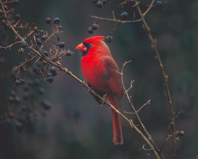 Cardinal facts and information