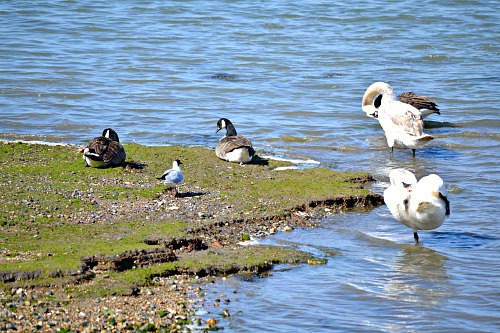 Geese and swans in spring! 