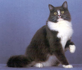 ragamuffin pets cat pussycat kitten breeds picture