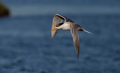 Canon EOS 6D /  EF 300mm f/2.8L IS II USM Lens Woodbridge Island Cape Town