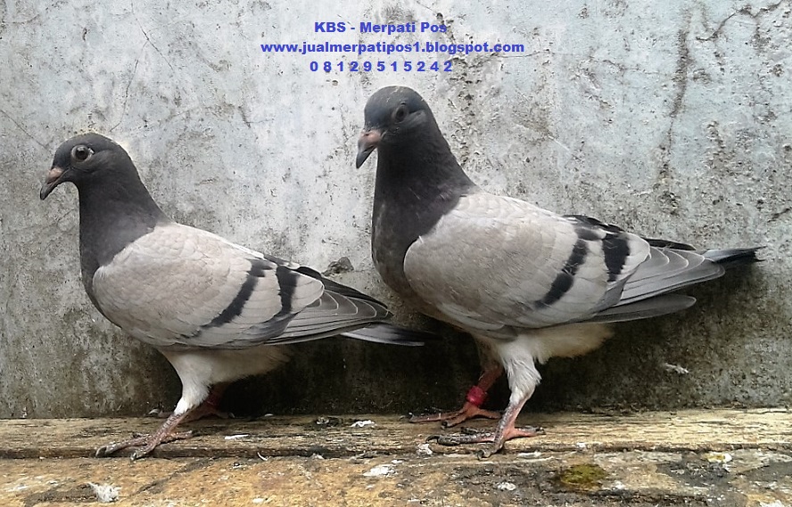  Merpati Pos  Kebayoran Breeding Station KBS Jual 