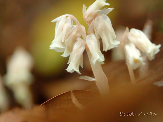 Monotropa hypopithys