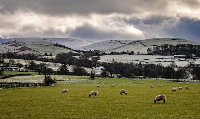 Photo of sheep grazing in a field with snowy hills in the distance