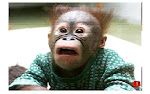 ¿Y EL CHIMPANCÉ...?