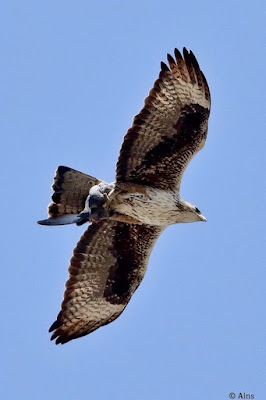 "Bonelli's Eagle - Aquila fasciata. with prey, flying through the Abu sky."